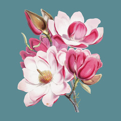 Campbell's magnolia (Magnolia Campbellii), Flowering plant from Illustrations of Himalayan plants (1855) by W. H. (Walter Hood) Fitch (1817-1892). Digitally enhanced by rawpixel. - obrazy, fototapety, plakaty