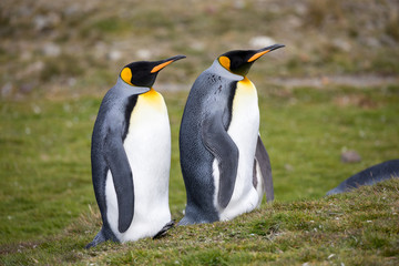 Fototapeta premium penguin in the arctic