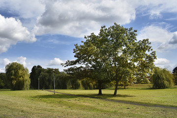 Fototapeta na wymiar Tree on a green meadow, a vibant rural landscape width blue sky and white clouds.