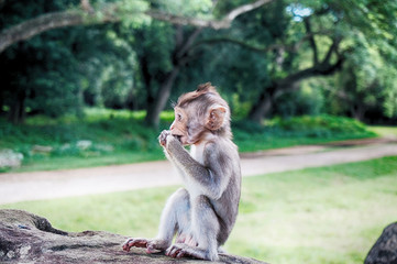 Baby monkey eating 