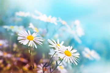 Camomile flowers on a blue background. Macro. Chamomile flowers on a gentle blurred background bokeh. Flowers in soft light. Daisies and blue morning summer background.