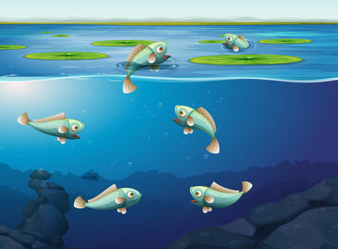 Set of fish underwater