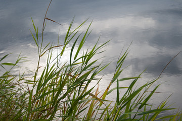 river grass with evening sky and clouds reflection in water in stillness mood