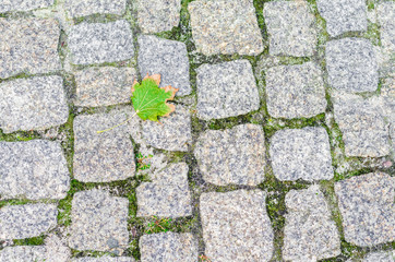Ancient granite sidewalk tile. Maple leaf on the road