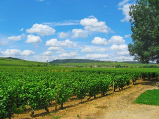 Fototapeta na wymiar Vineyard in Burgundy, France