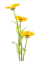 Marigold flowers with leaves isolated on white background. Calendula officinalis.