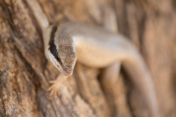 a lizard is sitting in the sun in africa