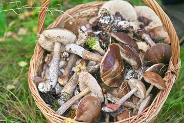 Wicker basket with mushrooms on grass background