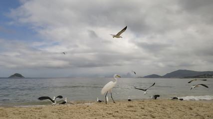 Fototapeta na wymiar Animal behavior. Competition for eat, of the gulls Larus dominicanus and egrets Ardea occur beach of Itaipu, in Niterói, Rio de Janeiro, Brazil.