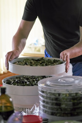 Harvesting mushrooms for the winter in an electric vegetable dryer