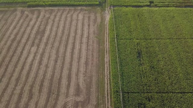 Aerial view of cultivated sweetcorn plantation from drone point of view