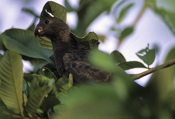 Vasa des Seychelles, Perroquet, Coracopsis barklyi, Seychelles Black Parrot © JAG IMAGES