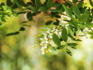 Sprig of white lilac, suitable for decoration