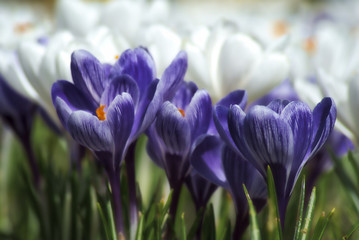 krokusy fioletowe w zbliżeniu na rozmytym tle białych krokusów, przedwiośnie w ogrodzie, pierwsze wiosenne kwiaty - obrazy, fototapety, plakaty
