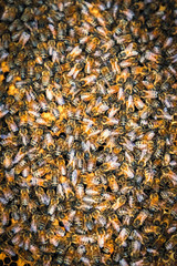 Honeybees in Holland