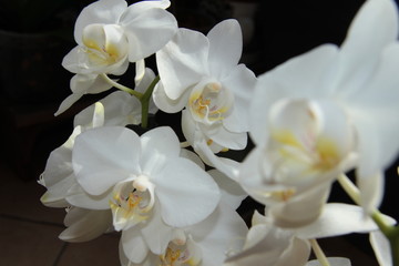 Obraz premium Phalaenopsis Tropic Snowball