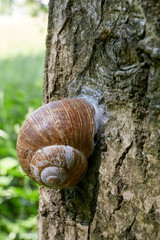 encapsulated land snail