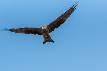 Black Kite Flying in sunny day