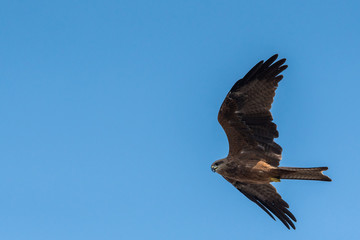 Black Kite Flying in sunny day