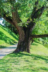 Fototapeta premium Old tree ash in the park