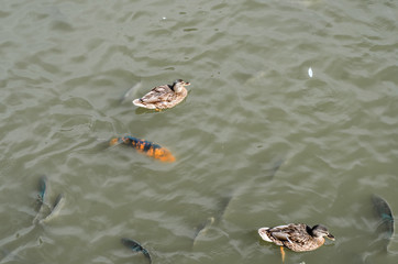 Wild ducks swim in the lake in muddy water, carp in the water