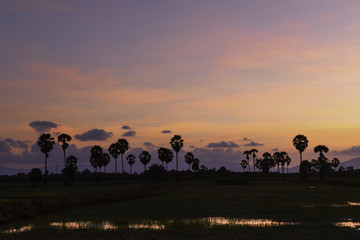 Fototapeta na wymiar palm tree in sunset