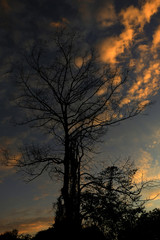 dead tree and red clouds