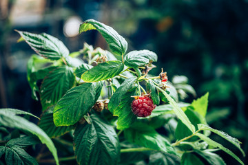 Ripe organic red raspberry on branch in the garden, close up