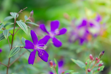 Colorful flowers for hanging to decorate the garden. Beautiful flower blur garden background.