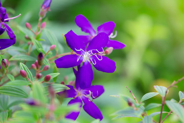 Colorful flowers for hanging to decorate the garden. Beautiful flower blur garden background.