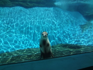 Fototapeta premium seal in water