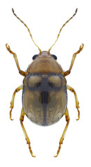 Beetle Pagria bipustulata on a white background