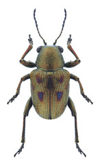 Beetle Heteraspis dillwyni on a white background