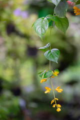 Colorful flowers for hanging to decorate the garden. Beautiful flower blur garden background.