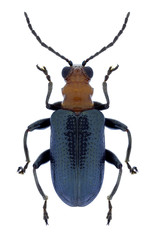 Beetle Lema praeusta on a white background