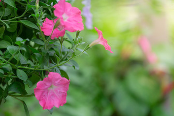 Colorful flowers for hanging to decorate the garden. Beautiful flower blur garden background.