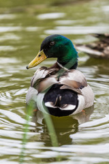 Mallard Duck in the lake with some grass in Scotland. closeup shot swiming