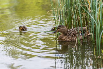 Mallard Duck in the lake with some grass in Scotland. closeup shot swiming with a little duckling