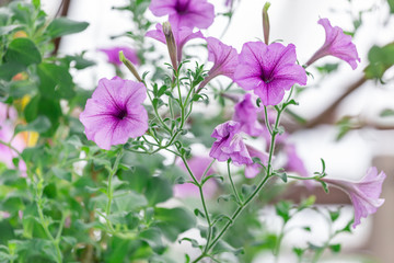 Colorful flowers for hanging to decorate the garden. Beautiful flower blur garden background.