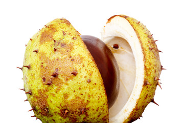 Chestnut with opened cup