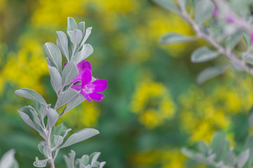 Colorful flowers for hanging to decorate the garden. Beautiful flower blur garden background.