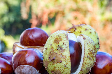 Chestnut with cracked shell