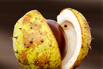 Chestnut with opened cup