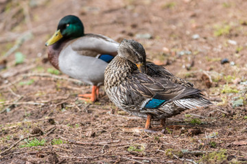 Mallard Duck in the lake with some grass in Scotland. closeup shot on the ground