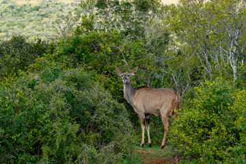 Kudu surrounded with bushes