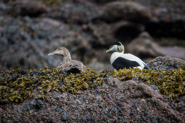 Eider male and female duck on the rocks resting. brown background. shallow depth of field