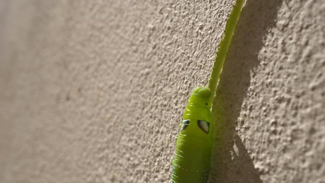 Closeup green caterpillar moving on plant