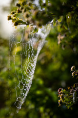 Cobwebs in dew.