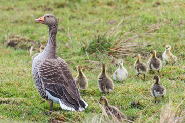  Greylag goose female with 8 little ducklings on the grass looking for food