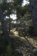 Fototapeta premium Wald, Natur, Gegenlicht, Pinien, Pinie, grün, Nadelwald, Kroatien, Istrien